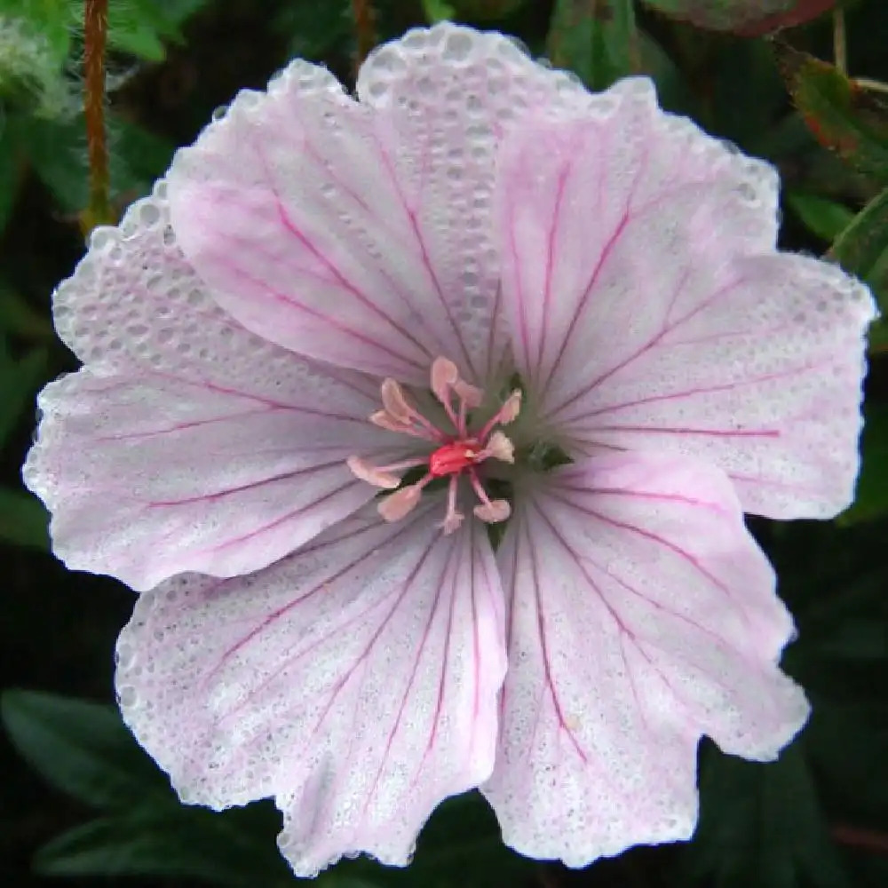 GERANIUM sanguineum var. striatum