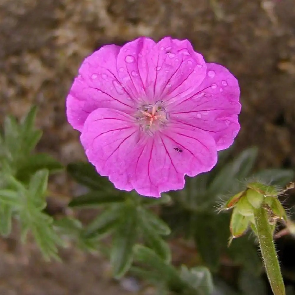 GERANIUM sanguineum 'Vision'