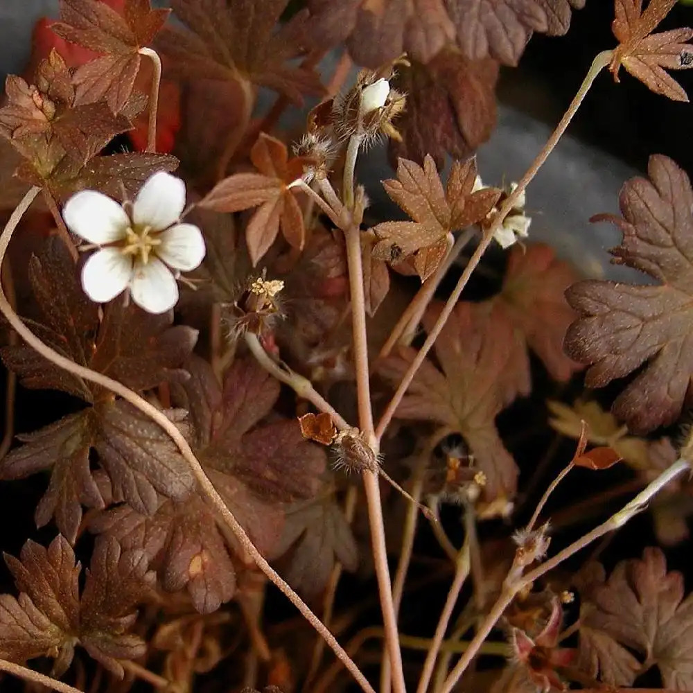 GERANIUM sessiliflorum ssp. novaezelandiae