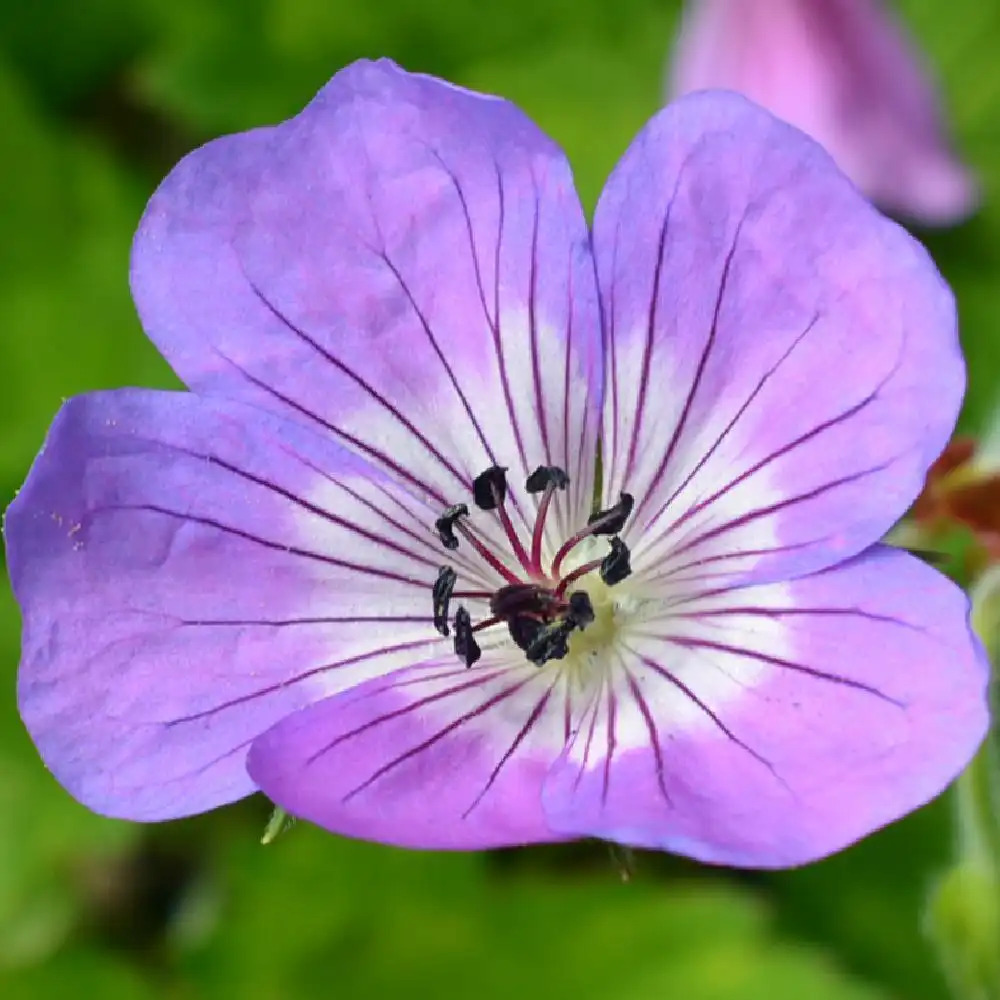 GERANIUM 'Sylvia's Surprise'®