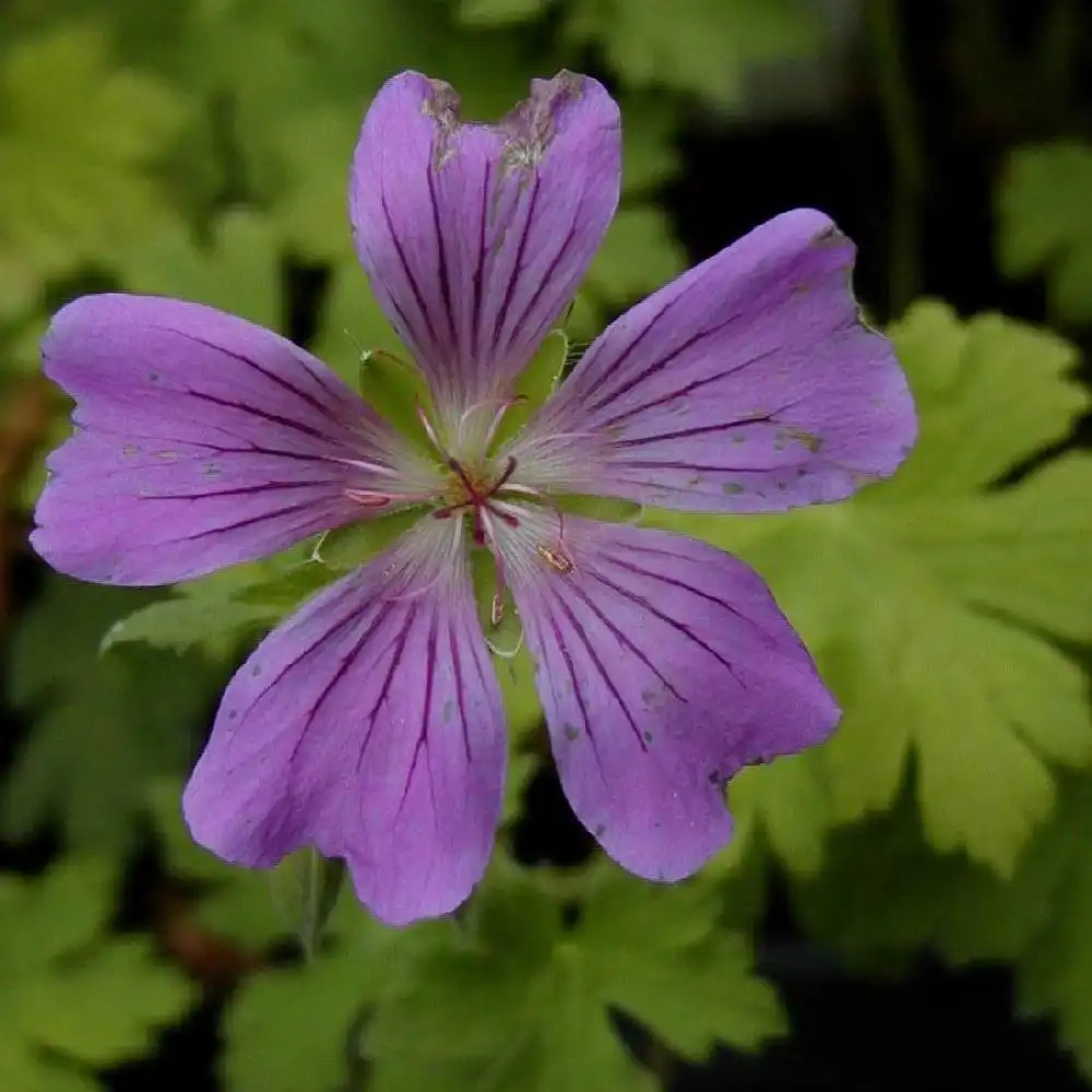 GERANIUM 'Sirak'