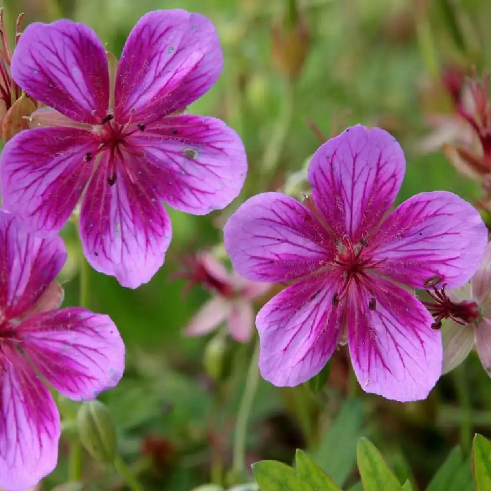 GERANIUM 'Starman'®