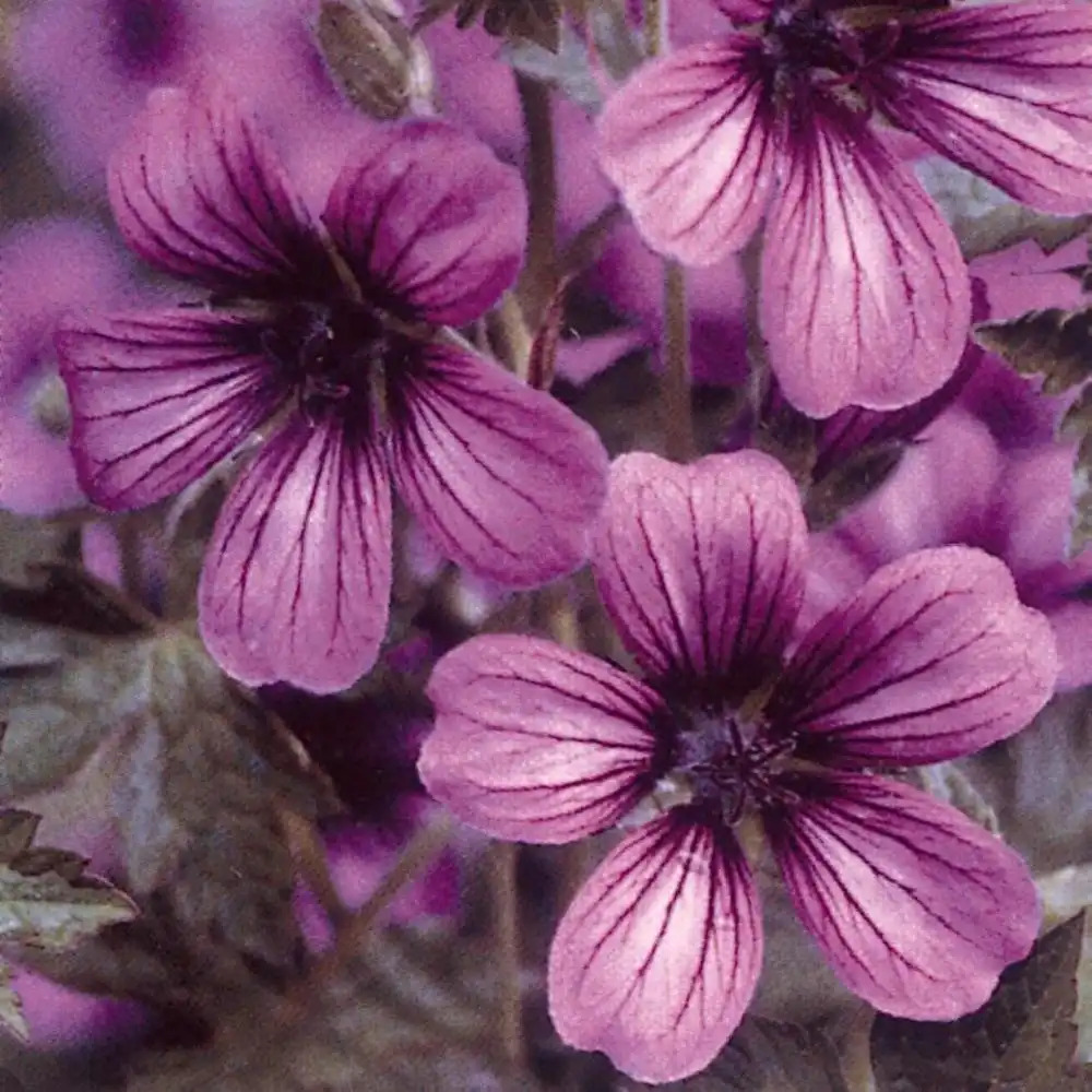 GERANIUM 'Sue Grug'