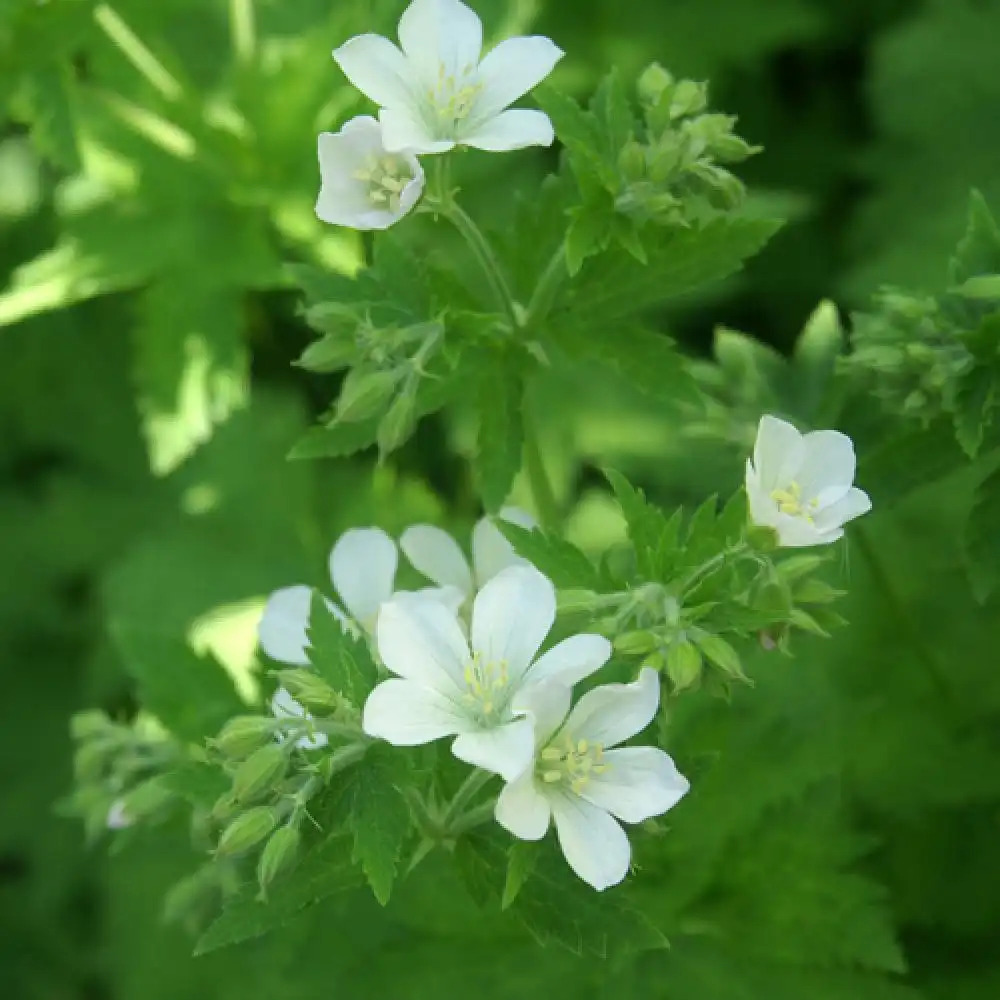 GERANIUM sylvaticum 'Album'