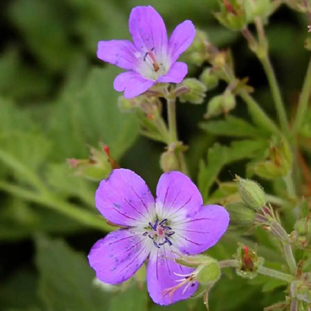 GERANIUM sylvaticum 'Mayflower'