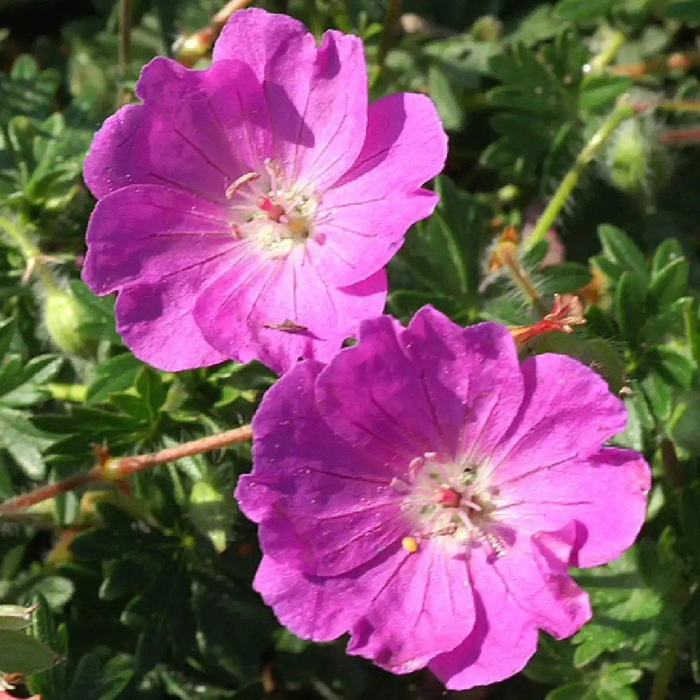 GERANIUM 'Tiny Monster'