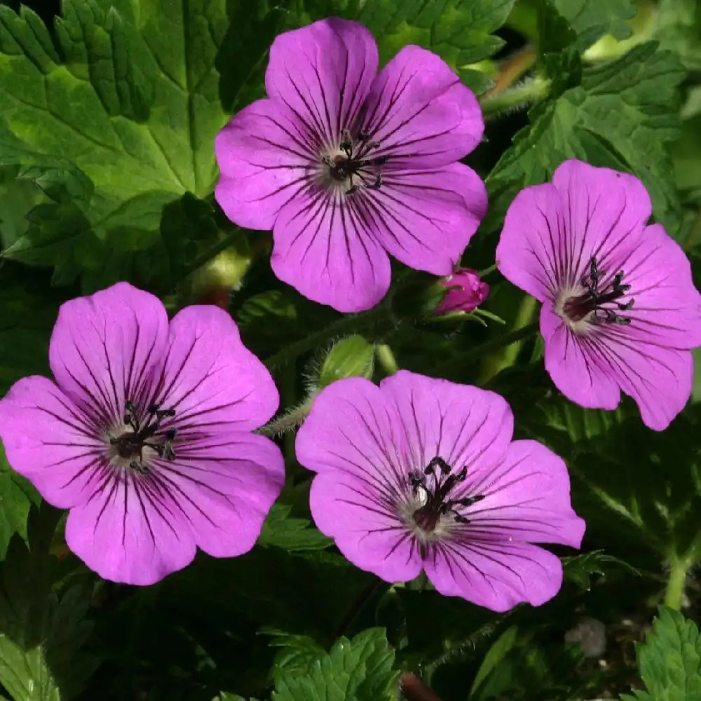 GERANIUM wallichianum 'Buxton's Pink'