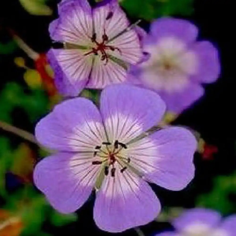 GERANIUM wallichianum 'Buxton's Variety'