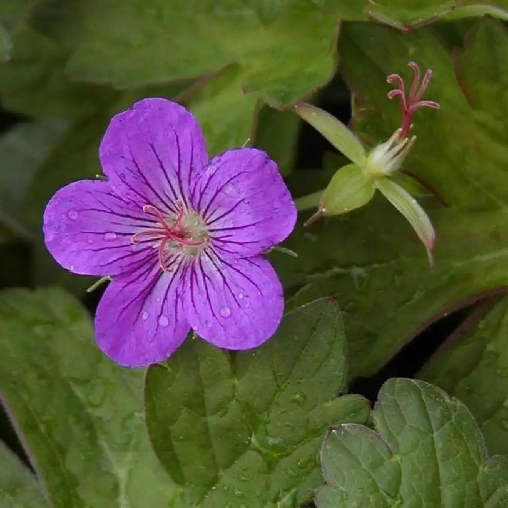 GERANIUM wlassovianum