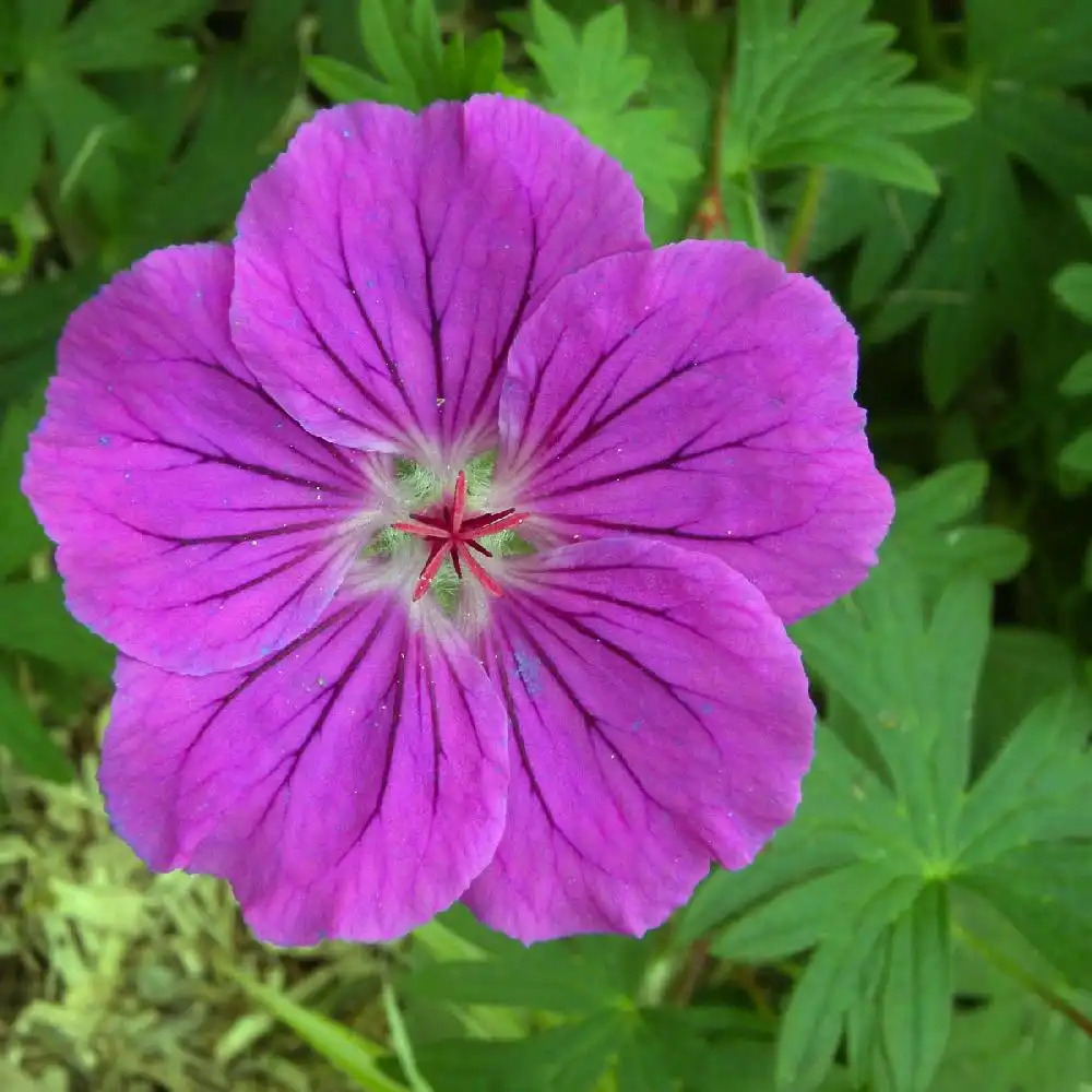 GERANIUM 'Yannis'