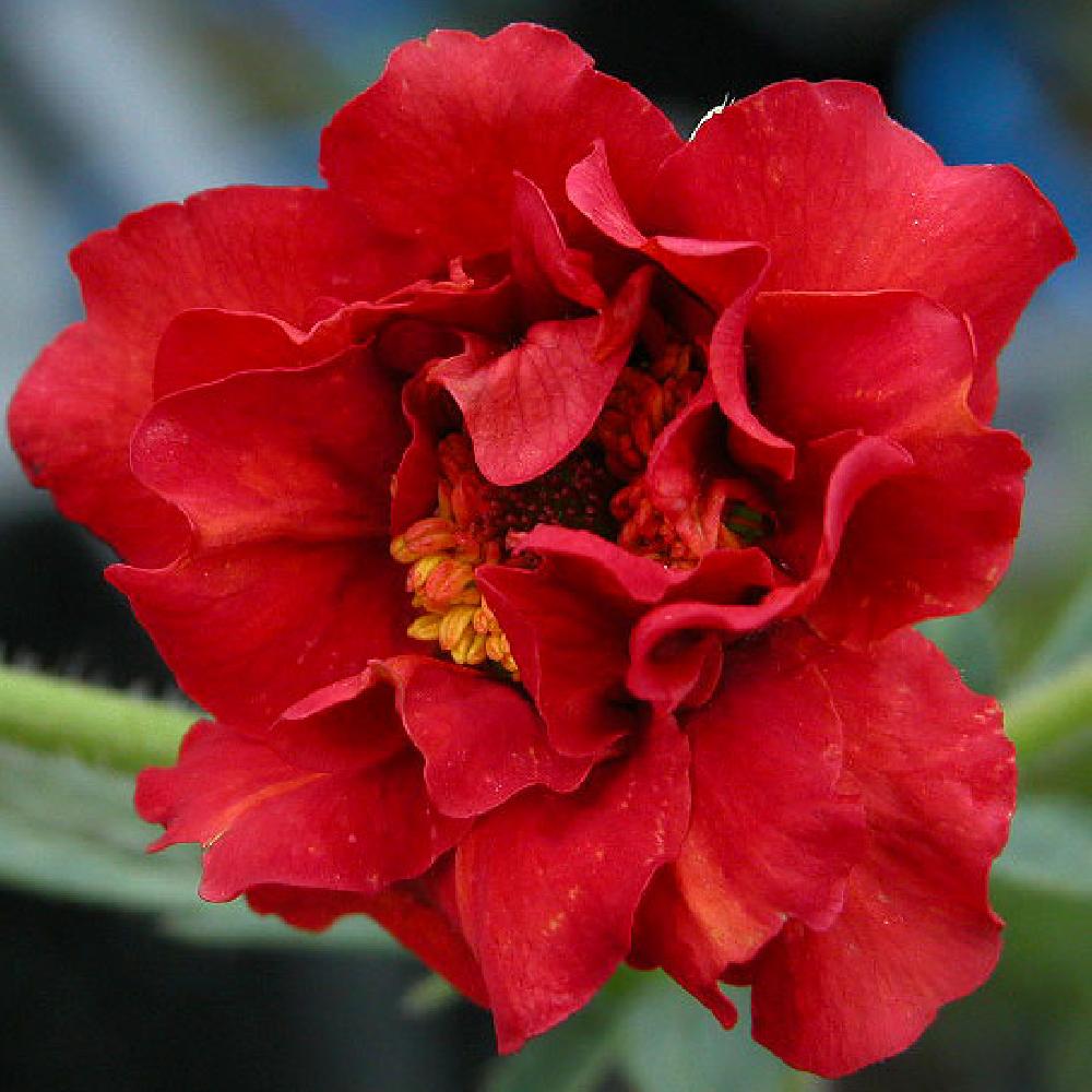 GEUM chiloense 'Mrs Bradshaw'