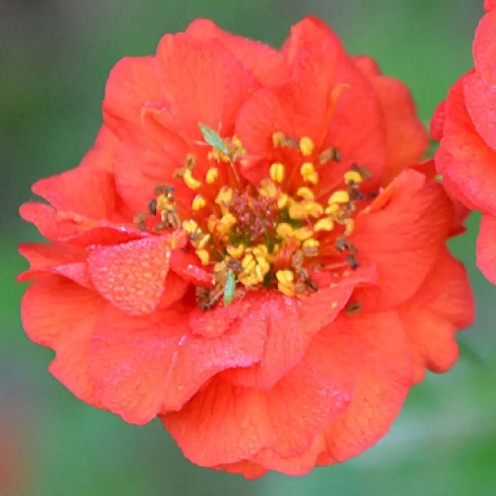 GEUM coccineum 'Red Wings'