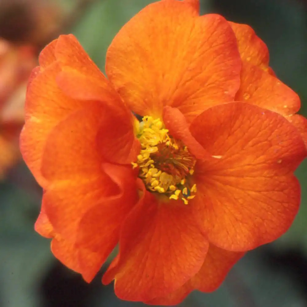 GEUM 'Fire Opal'