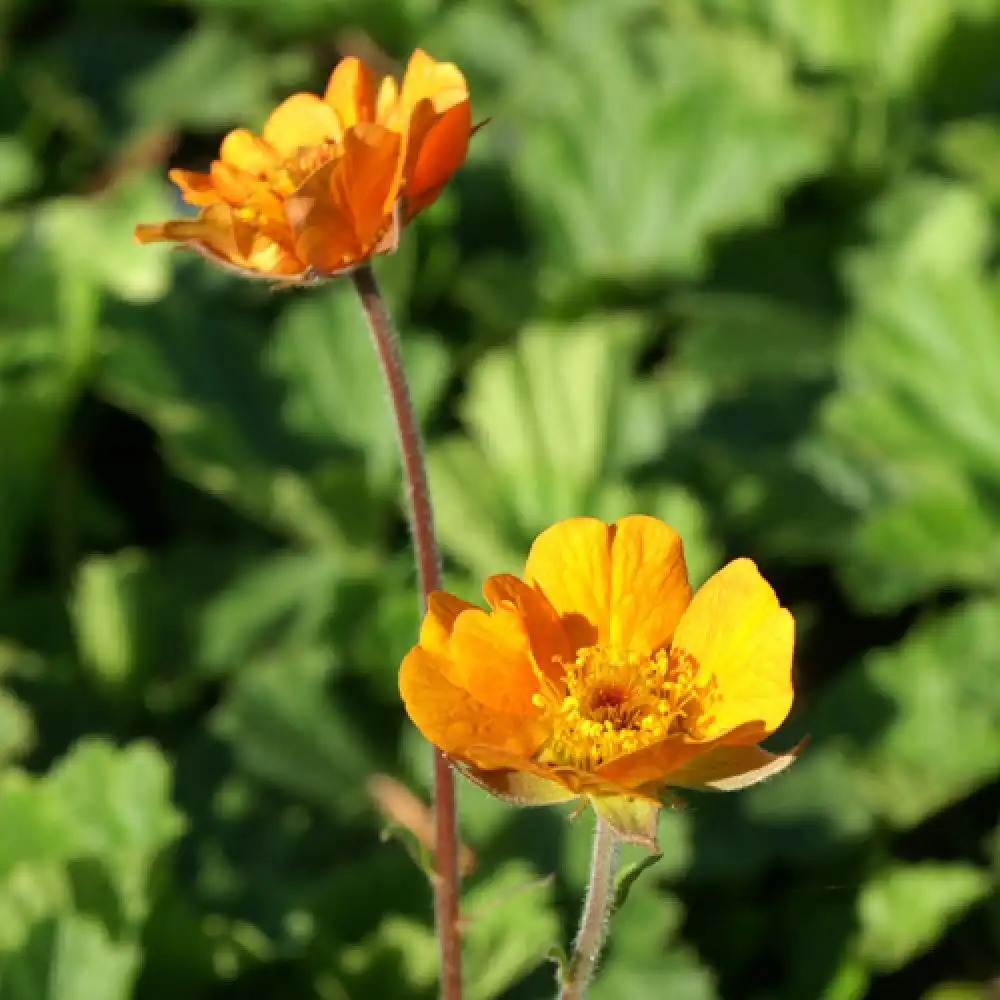 GEUM 'Georgenberg'