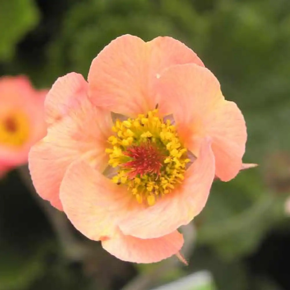 GEUM 'Mai Tai'®