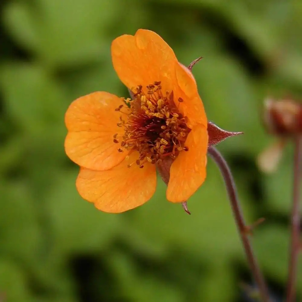 GEUM 'Prinses Juliana'