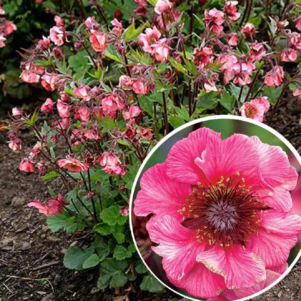 GEUM 'Tempo Rose'