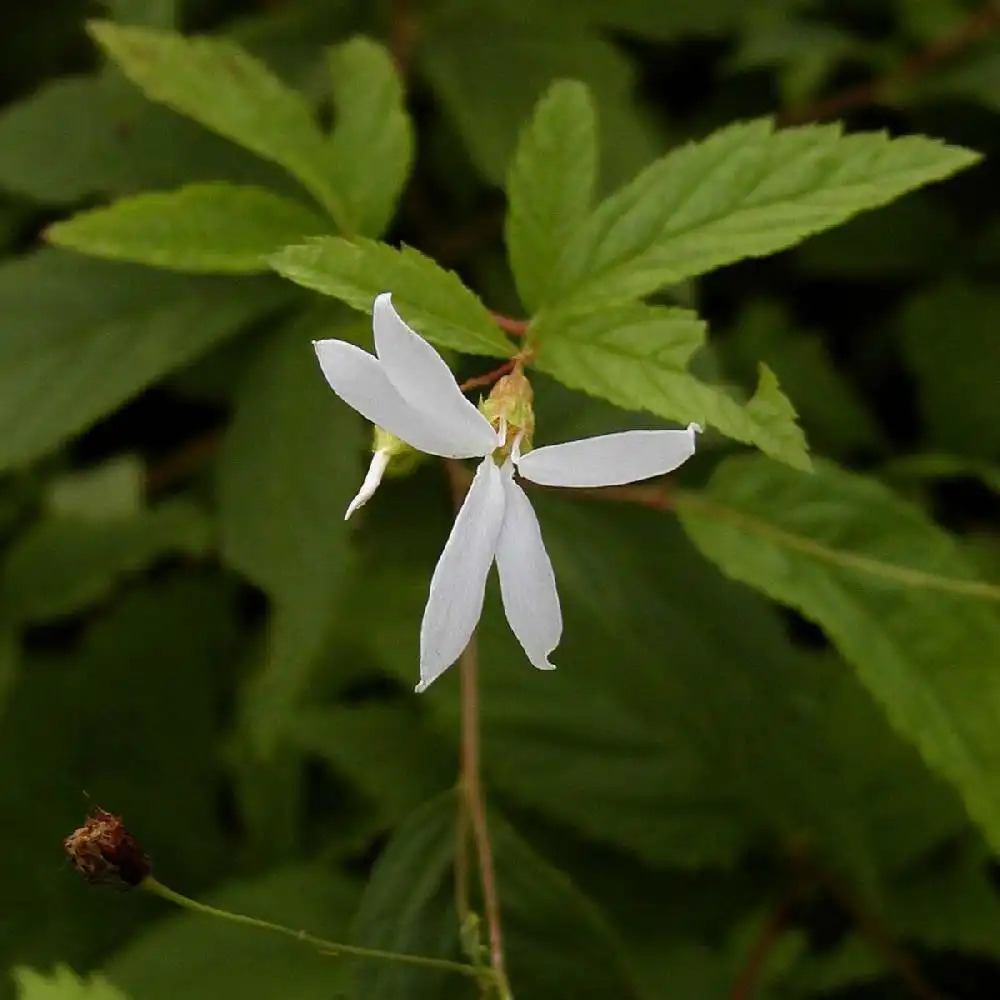 GILLENIA trifoliata