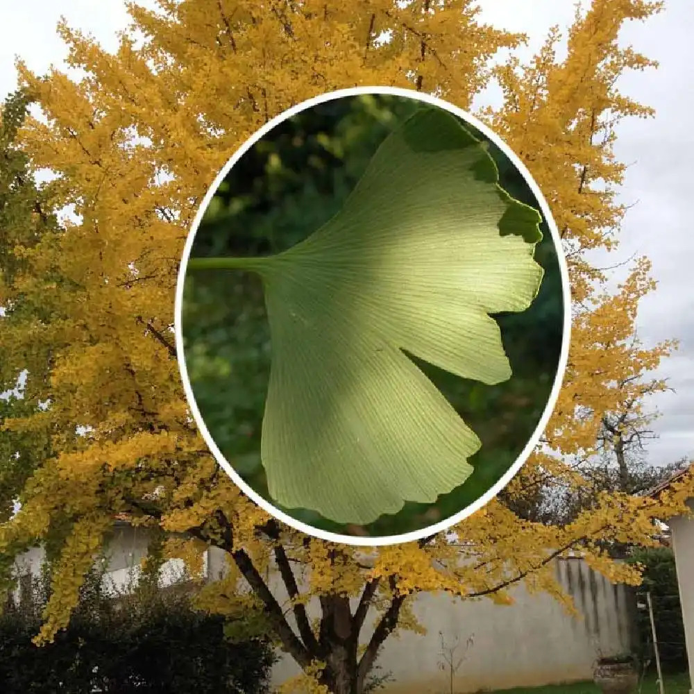 GINKGO biloba 'Autumn Gold'