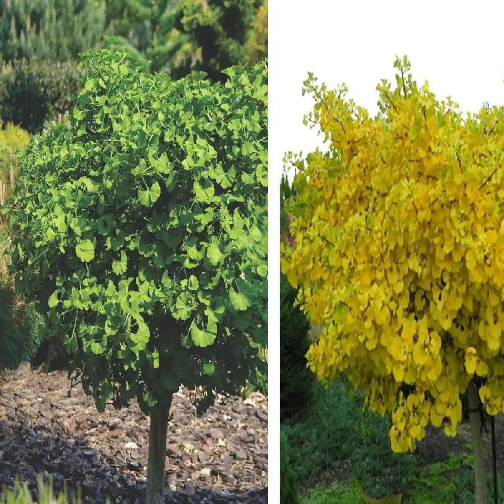 GINKGO biloba 'Mariken'