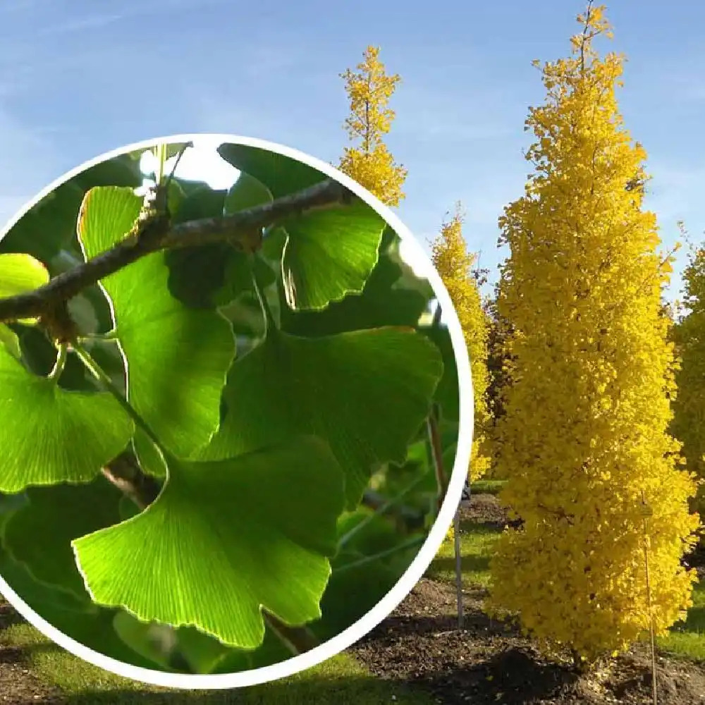 GINKGO biloba 'Fastigiata Blagon'