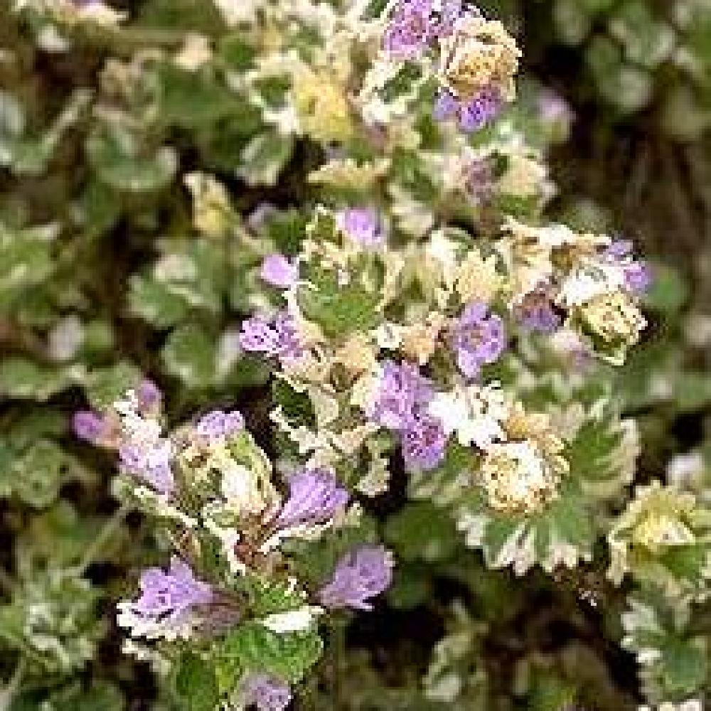 GLECHOMA hederacea 'Variegata'