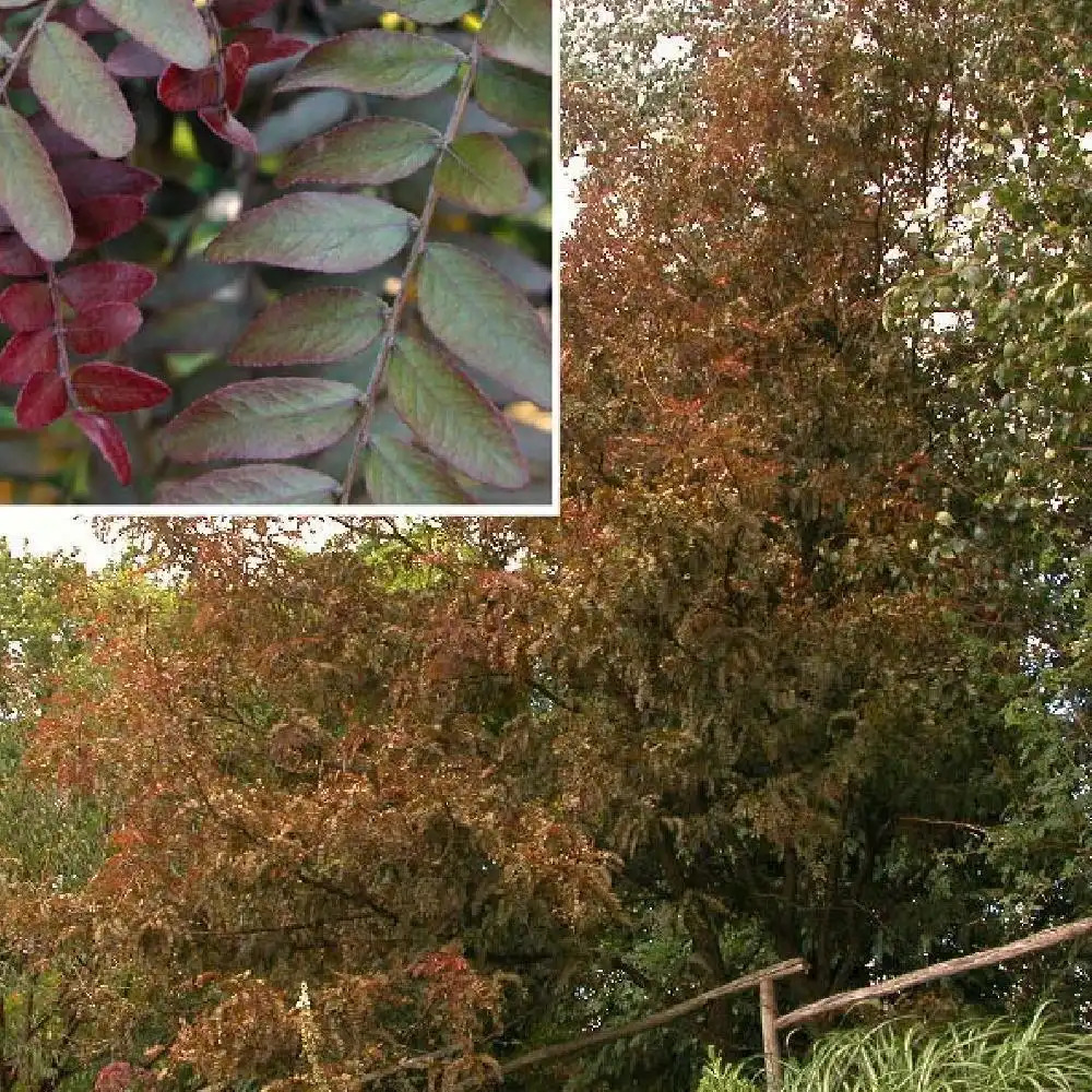 GLEDITSIA triacanthos 'Rubylace'