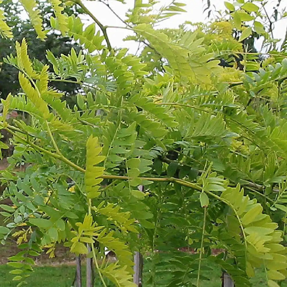 GLEDITSIA triacanthos 'Sunburst'