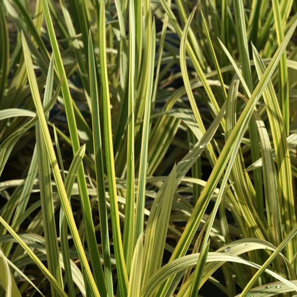 GLYCERIA maxima  (aquatica) 'Variegata'