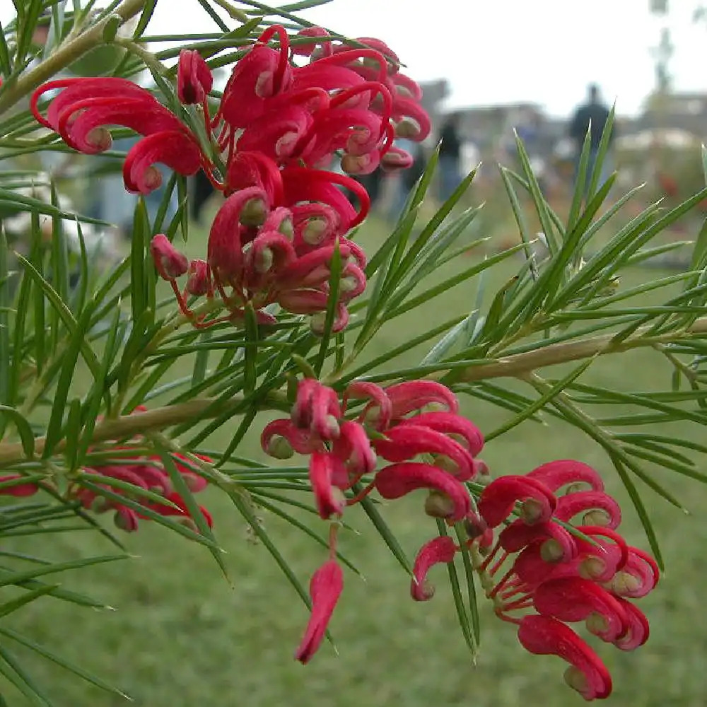 GREVILLEA juniperina