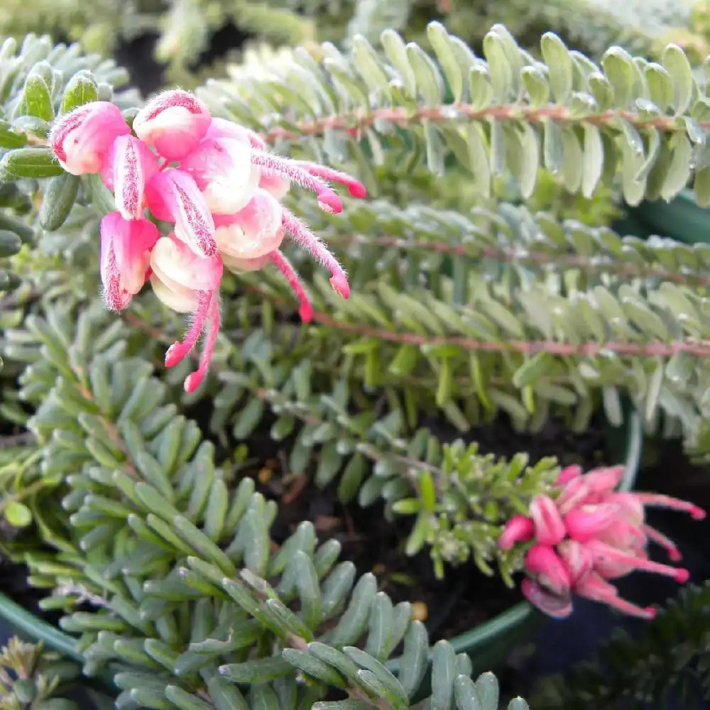 GREVILLEA lanigera 'Mount Tamboritha'