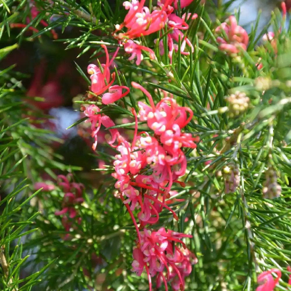 GREVILLEA rosmarinifolia 'Rosa Jenkinsii'