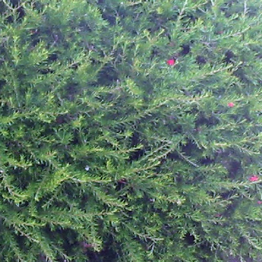 GREVILLEA rosmarinifolia miniature 1