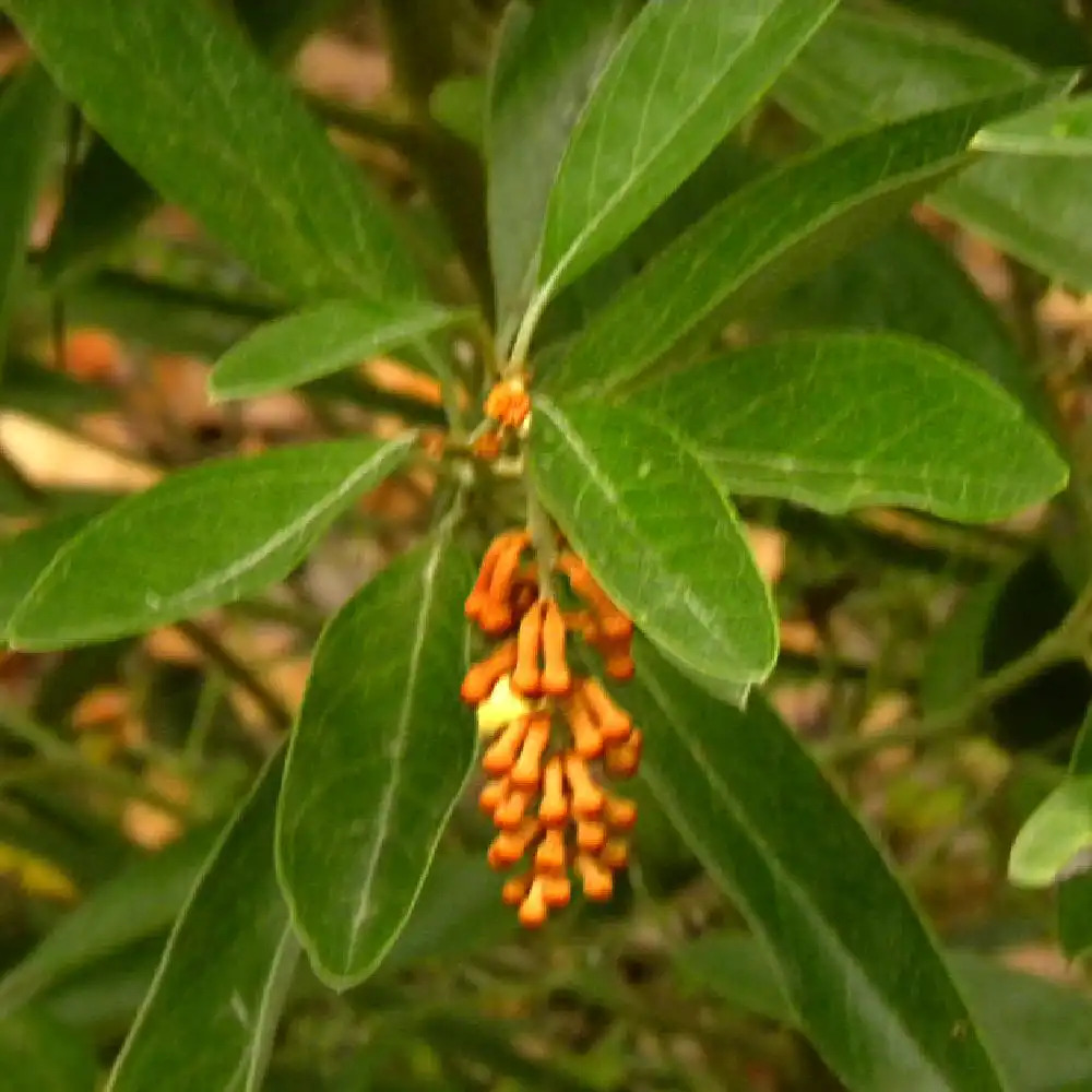 GREVILLEA victoriae