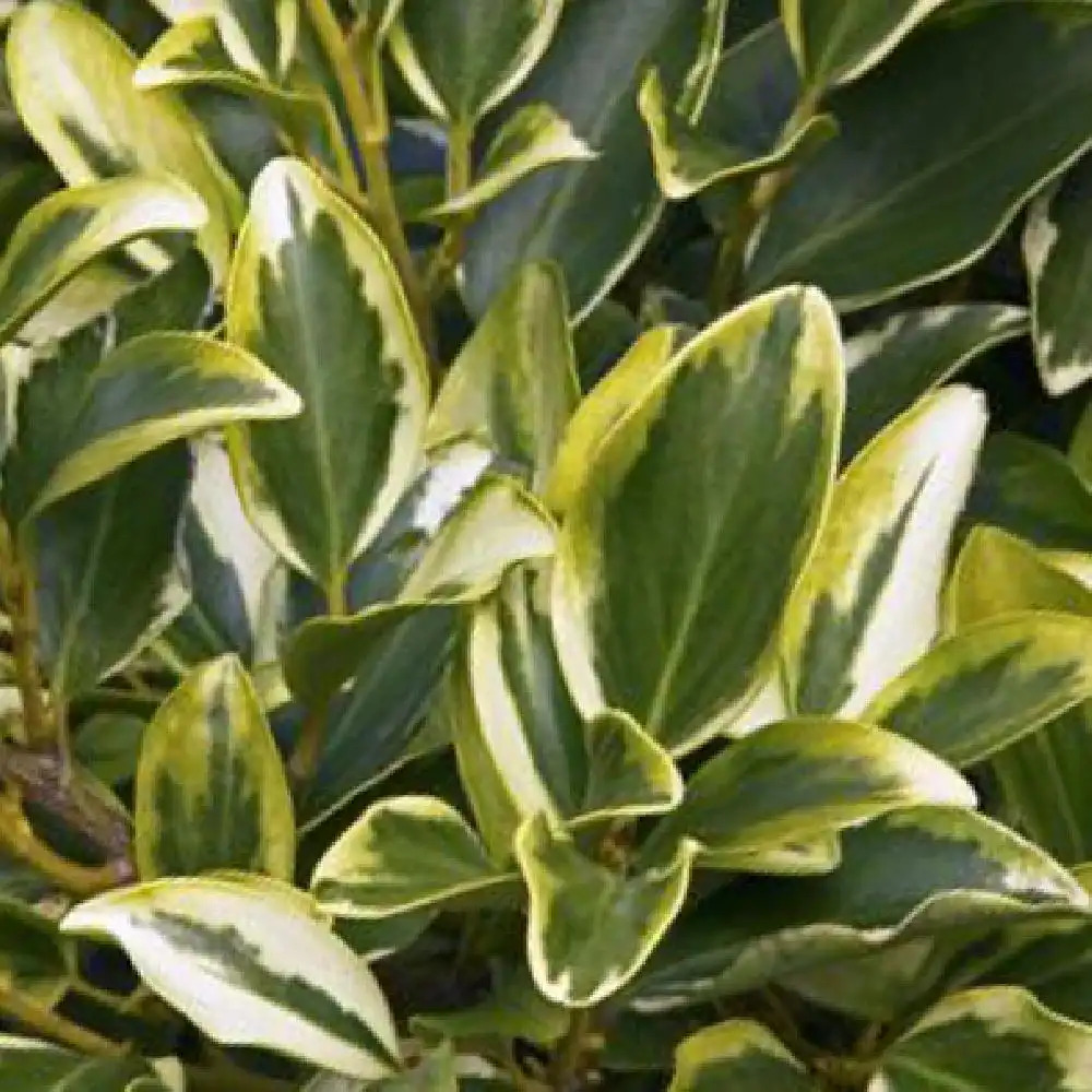 GRISELINIA littoralis 'Green Jewel'