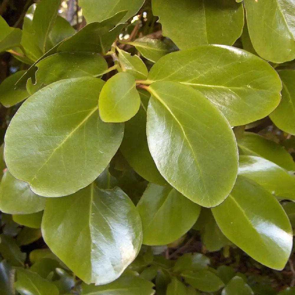 GRISELINIA lucida