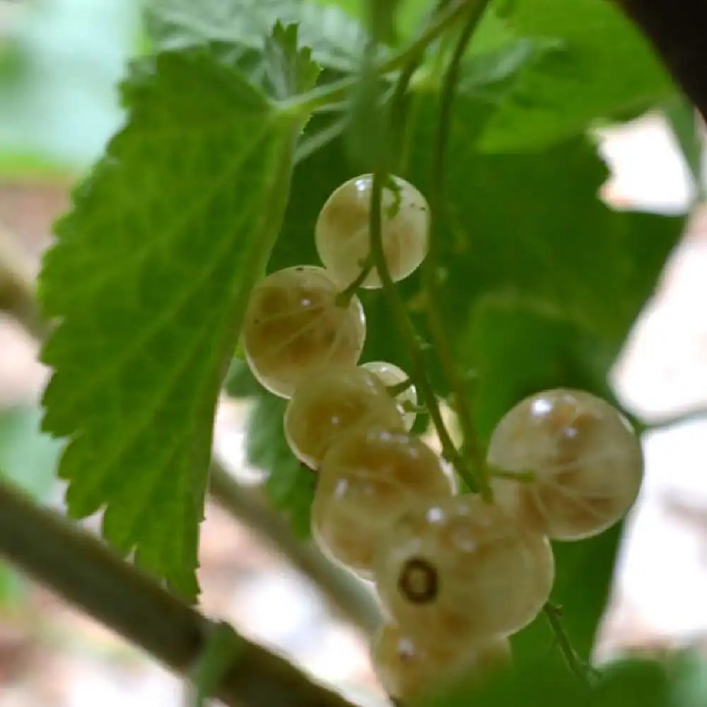 Groseillier 'Versaillaise Blanche'