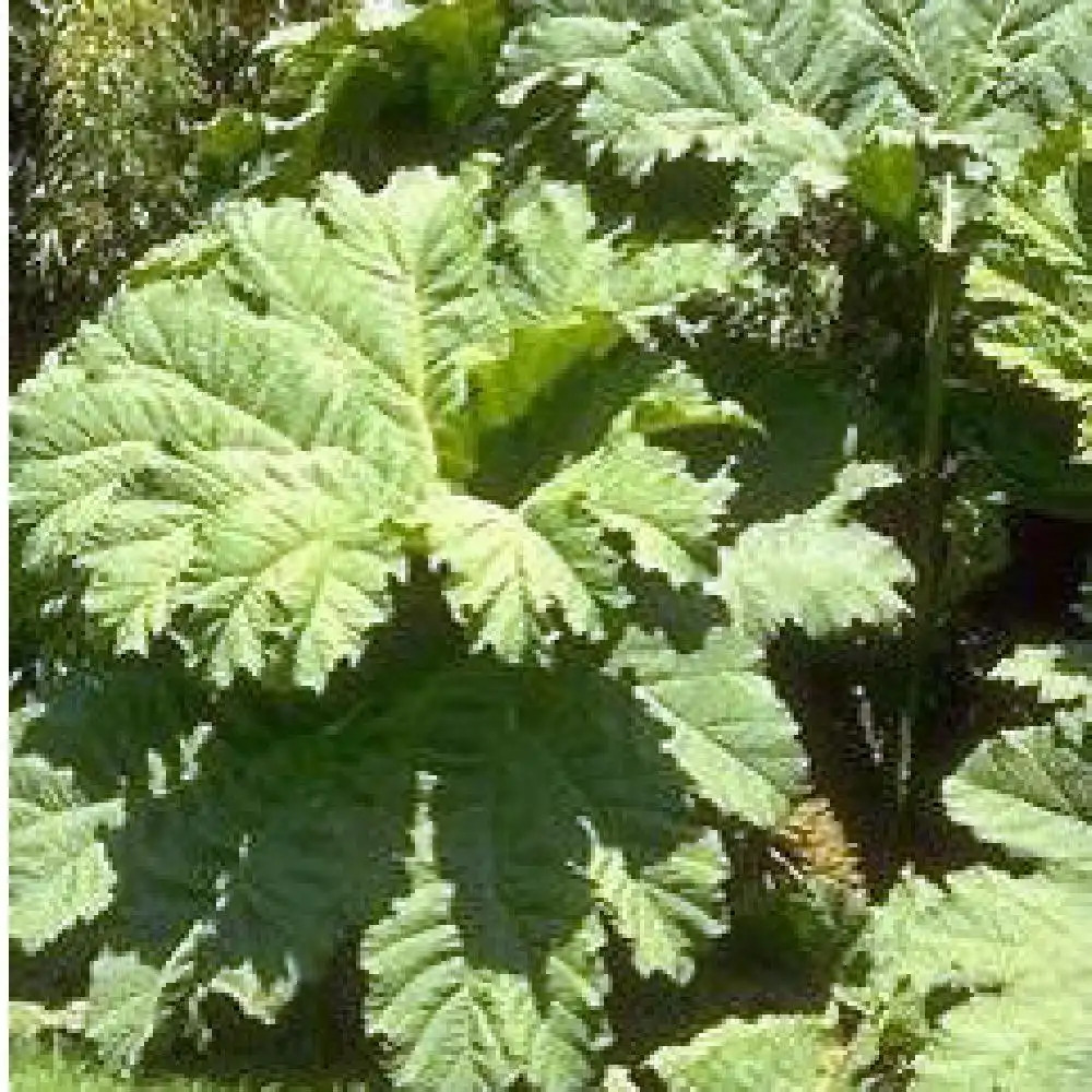 GUNNERA manicata