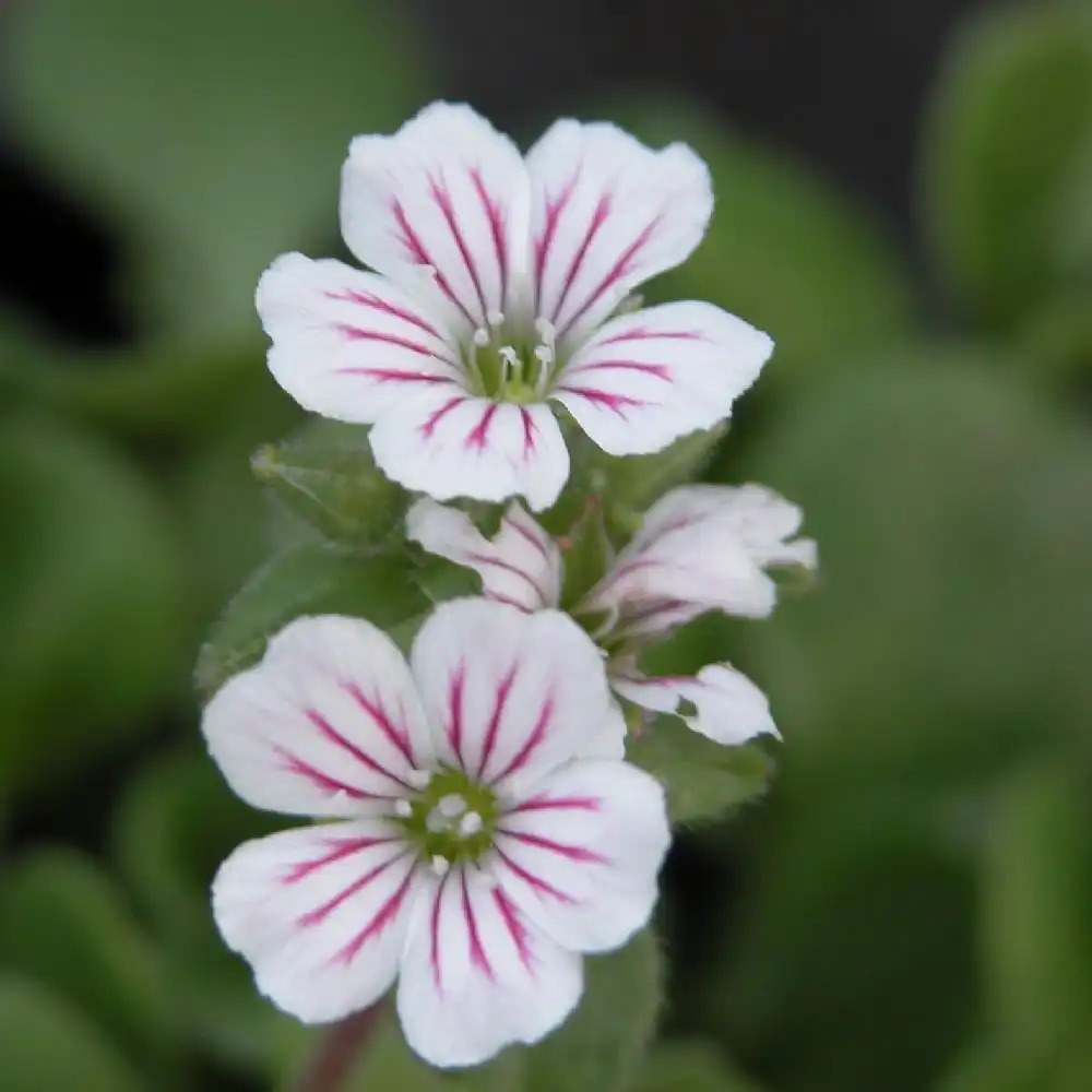 GYPSOPHILA cerastioides