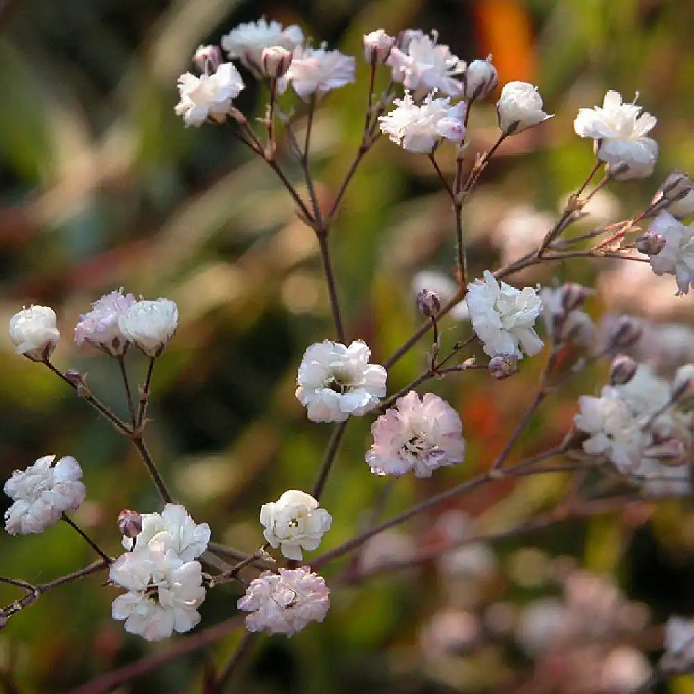 GYPSOPHILA paniculata 'Bristol Fairy'