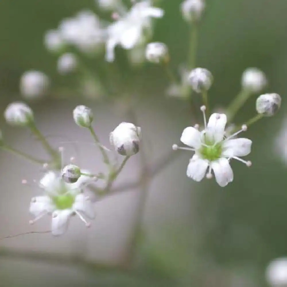 GYPSOPHILA pacifica