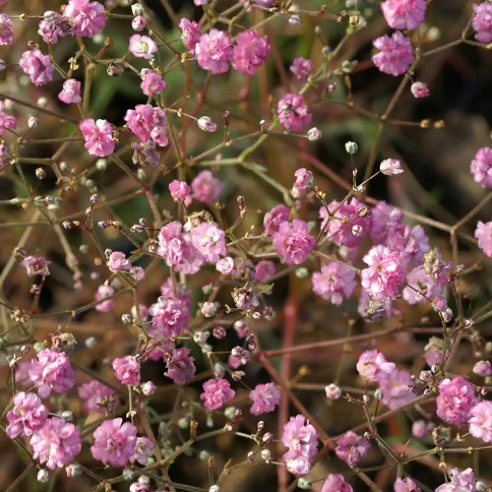 GYPSOPHILA paniculata 'Flamingo'