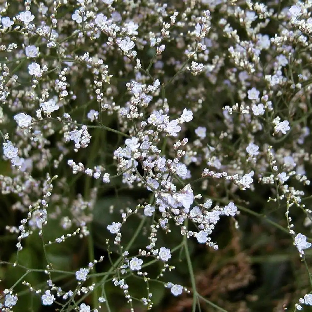 GYPSOPHILA paniculata - Gypsophile - pépinières Lepage Bretagne Bord de mer