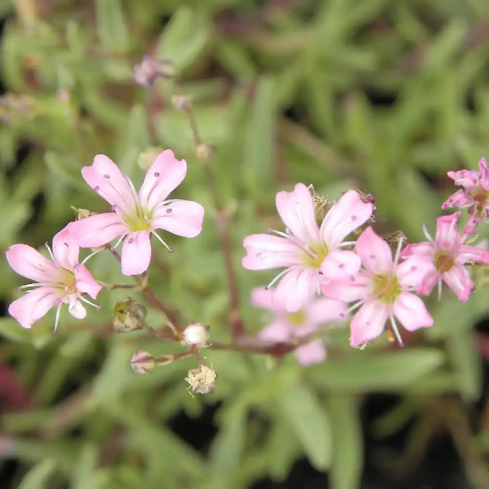 GYPSOPHILA repens 'Rosea'