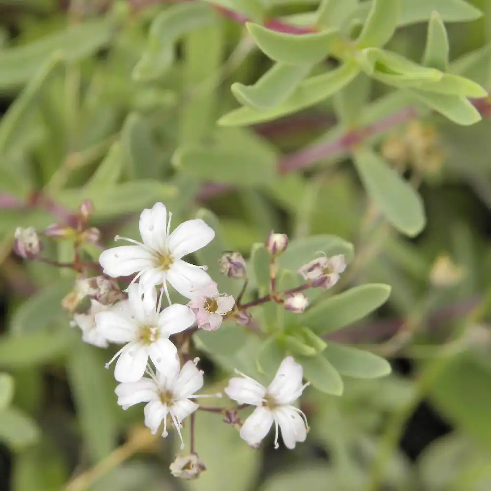 GYPSOPHILA repens