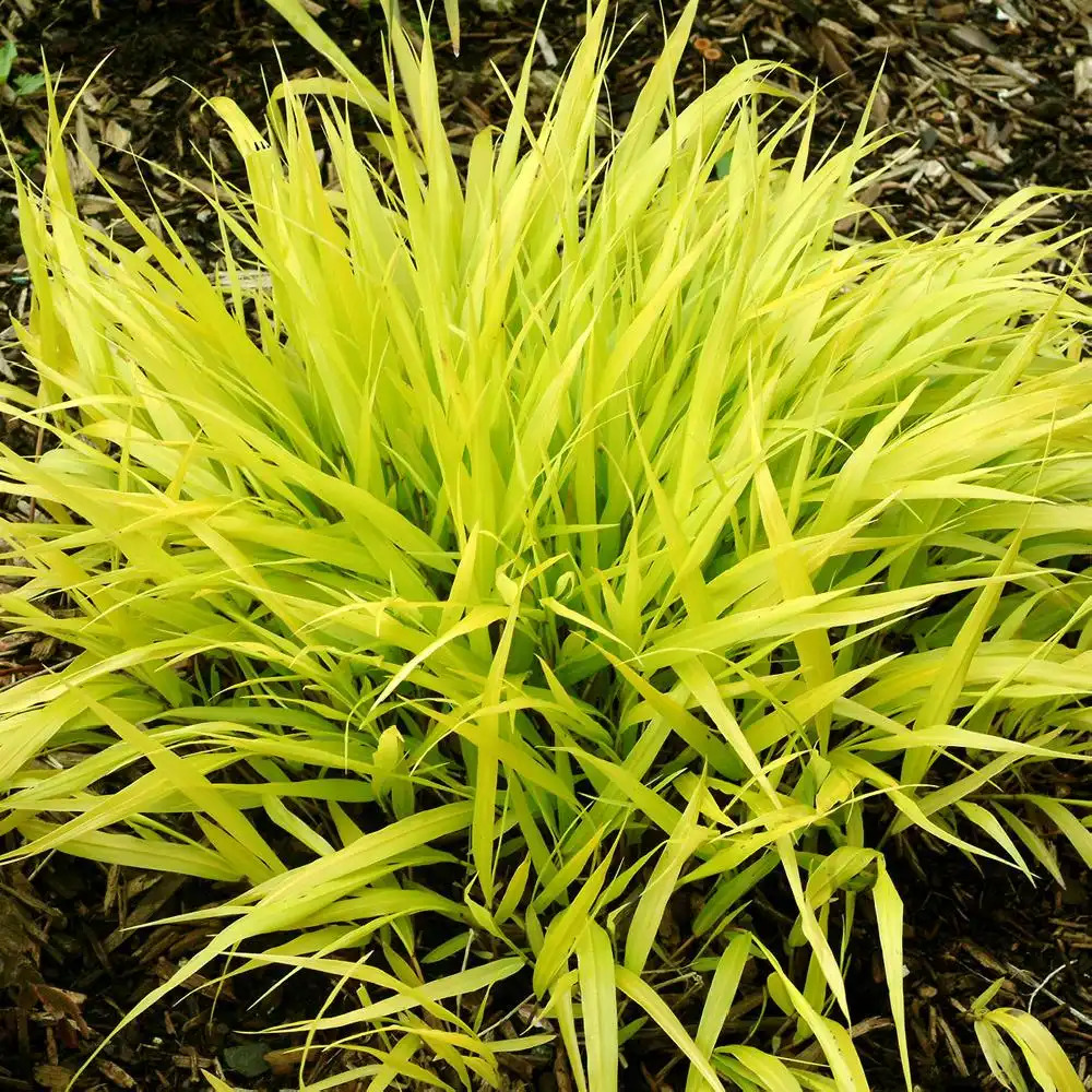 HAKONECHLOA macra 'All Gold'®