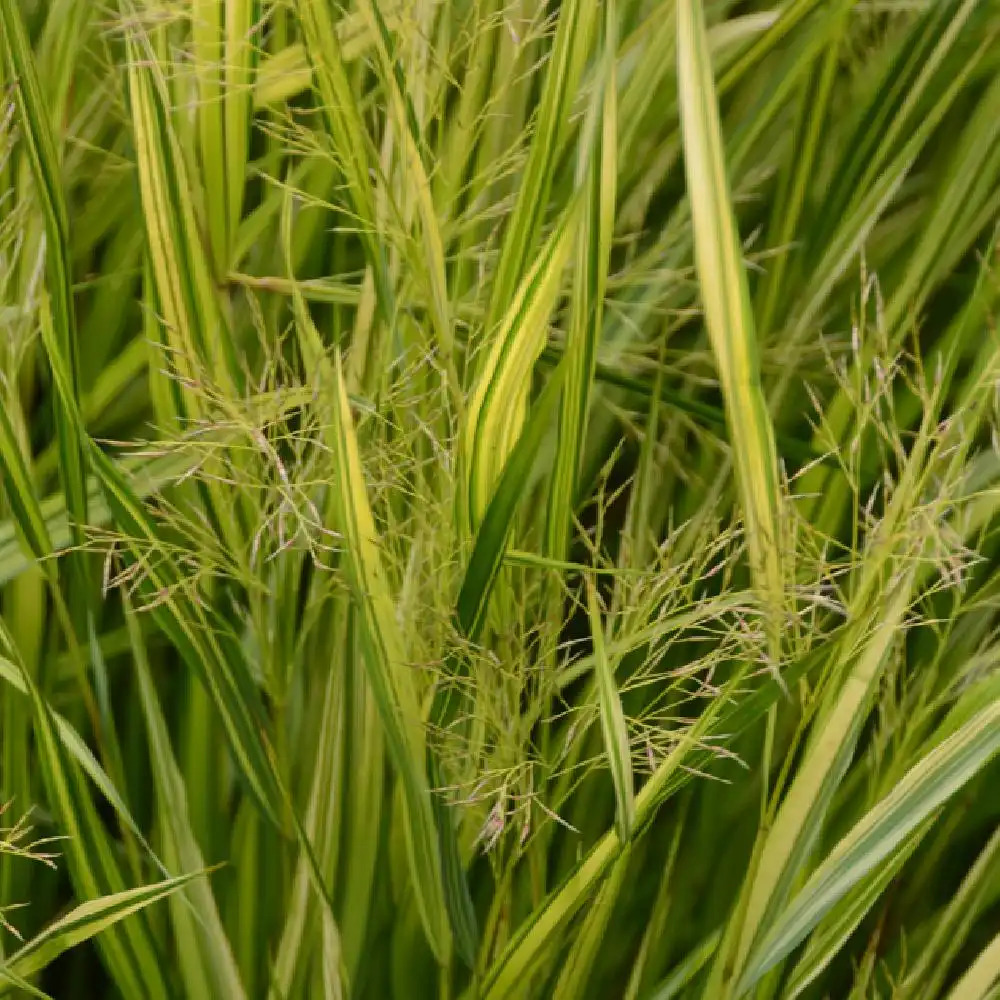 HAKONECHLOA macra 'Albovariegata'