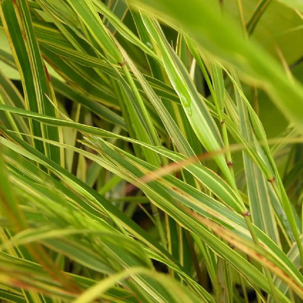 HAKONECHLOA macra 'Alboaurea'