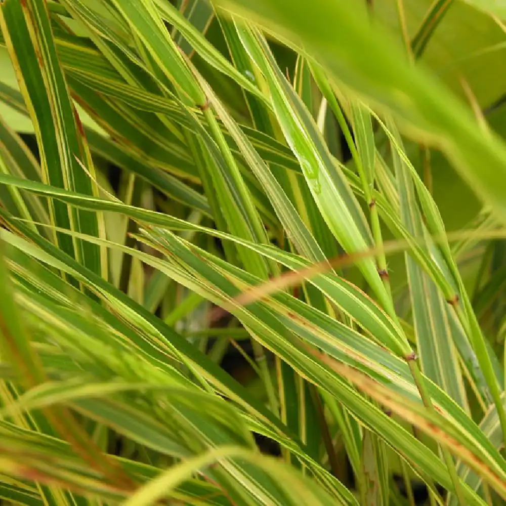 HAKONECHLOA macra 'Alboaurea'