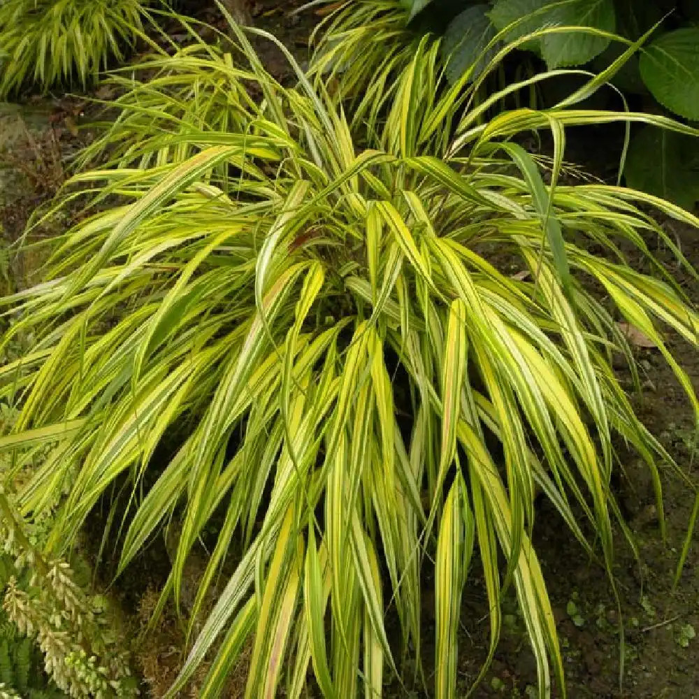 HAKONECHLOA macra 'Aureola'